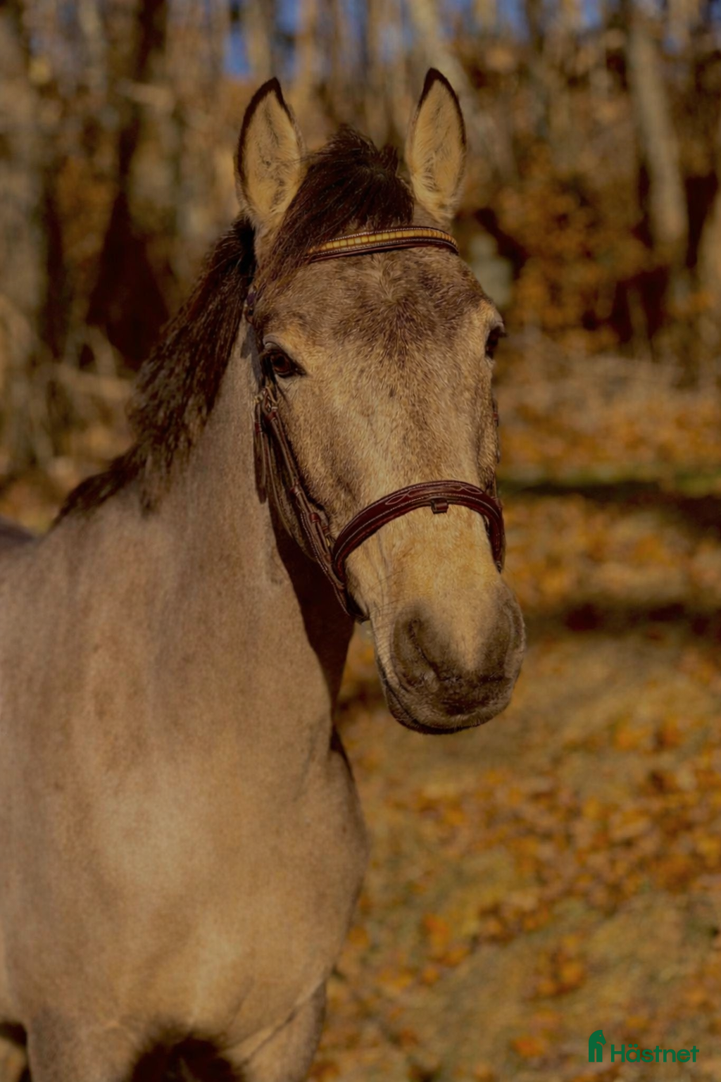  hästar ”Projekt” med kapacitet för det högsta - Annons 10