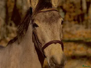 hästar ”Projekt” med kapacitet för det högsta - Annons 10