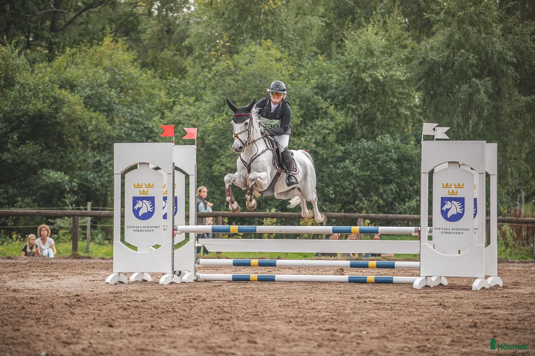 Hoppning hästar till salu: 🌟Oslipad diamant för de högsta klasserna🌟 i Kinnared - Annons 4