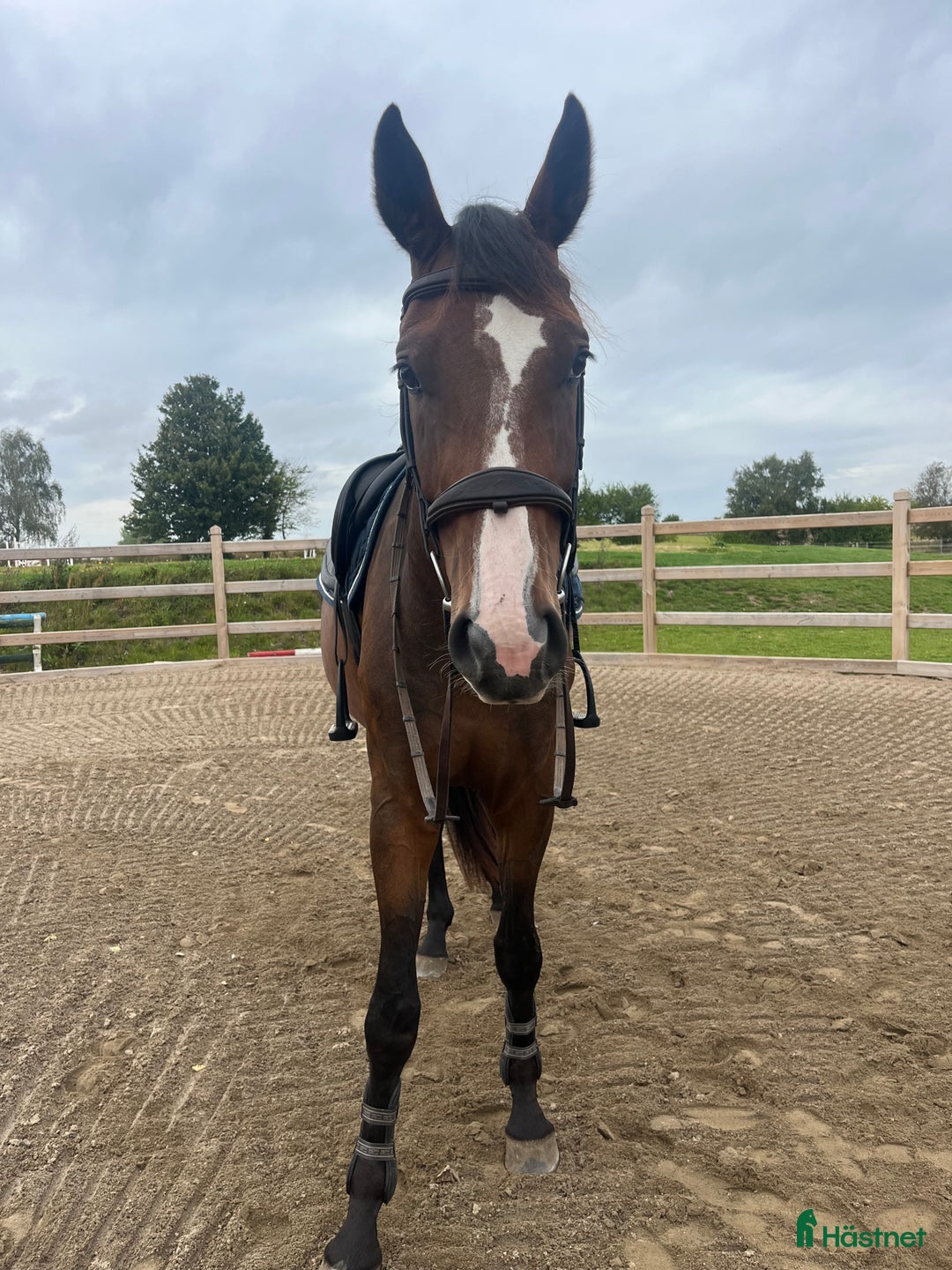 Avelshästar hästar till salu: Top avlshoppe sælges, hophest - Annons 22