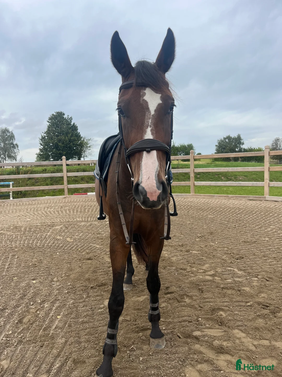 Avelshästar hästar till salu: Top avlshoppe sælges, hophest - Annons 22