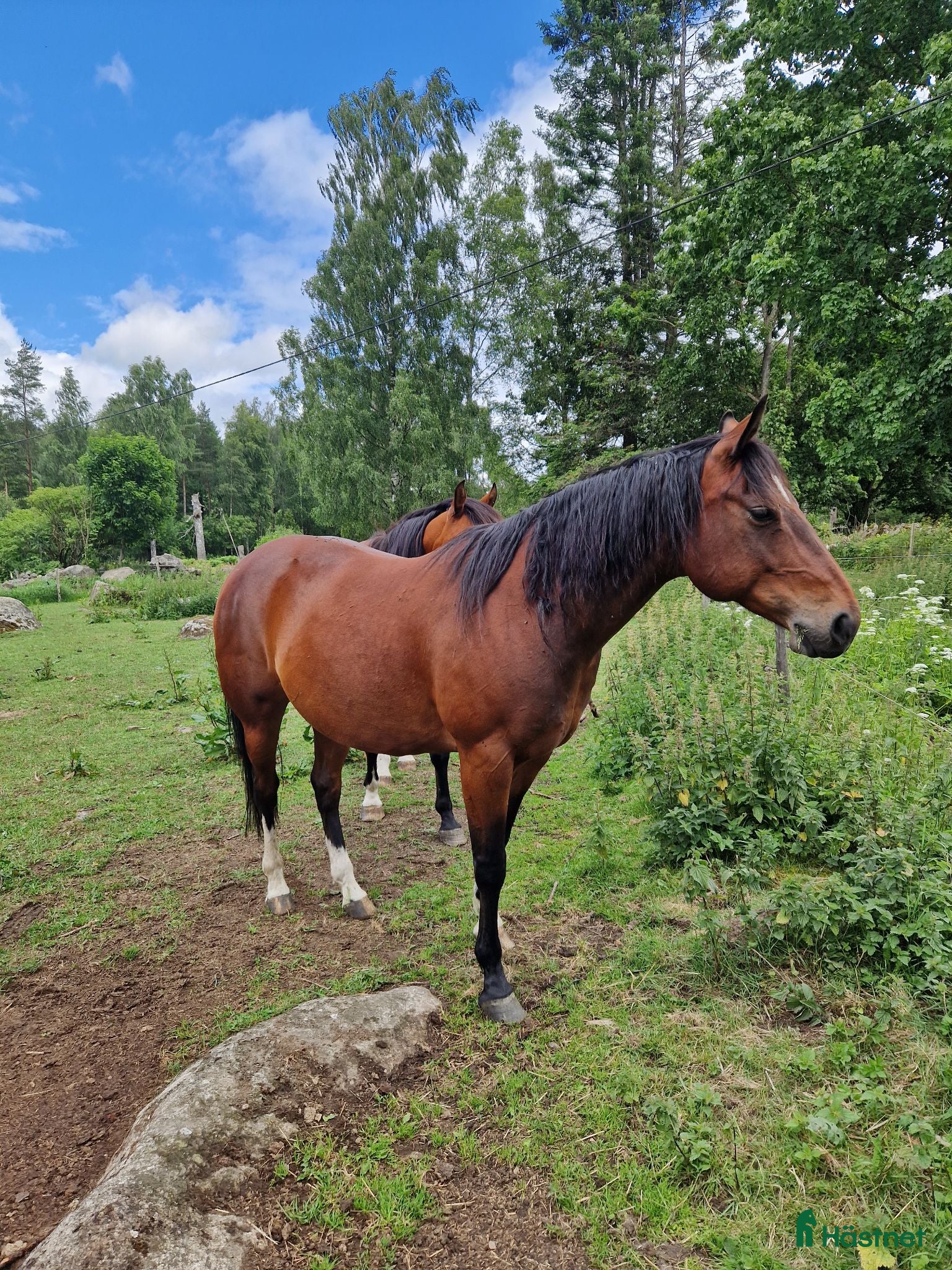  hästar Quater valack - Annons 11