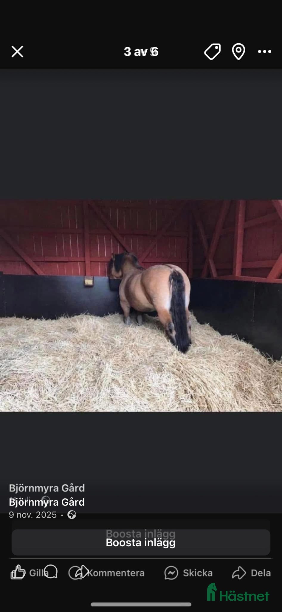  stallplats Stallplats på lösdrift eller box  - Annons 13