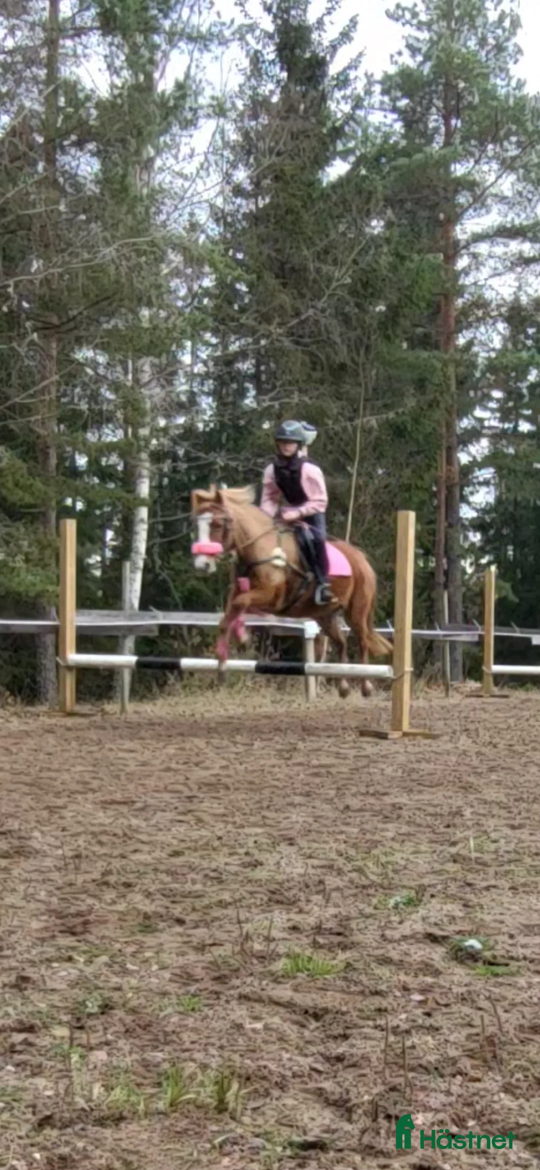 Allround hästar till salu: Intressekoll! Scilla söker sin nya lilla ryttare❤️ i Ljungsbro - Annons 3