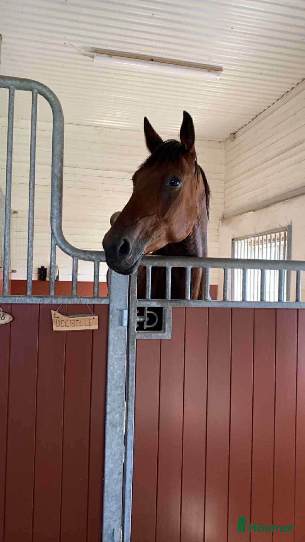  hästar Mysig kille vill hitta ett nytt hem - Annons 7