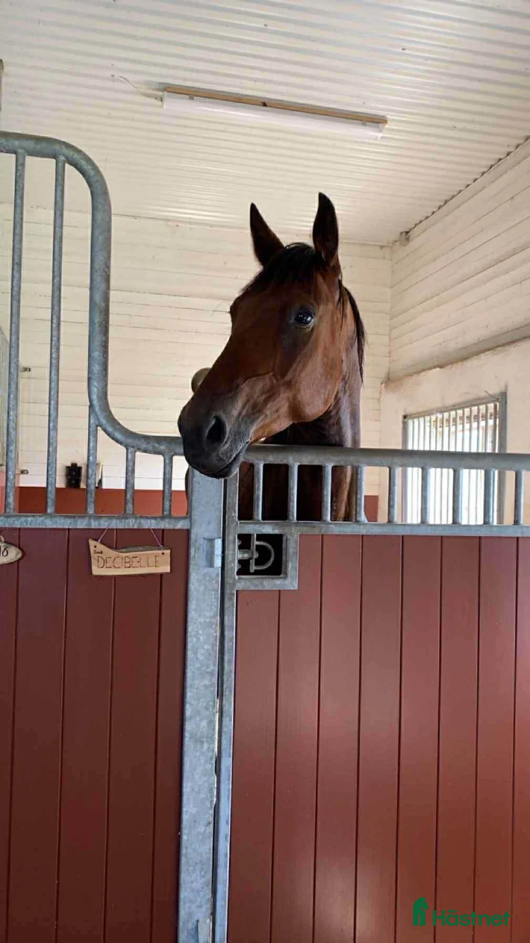 Allround hästar till salu: Mysig kille vill hitta ett nytt hem - Annons 1