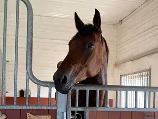 hästar Mysig kille vill hitta ett nytt hem - Annons 7