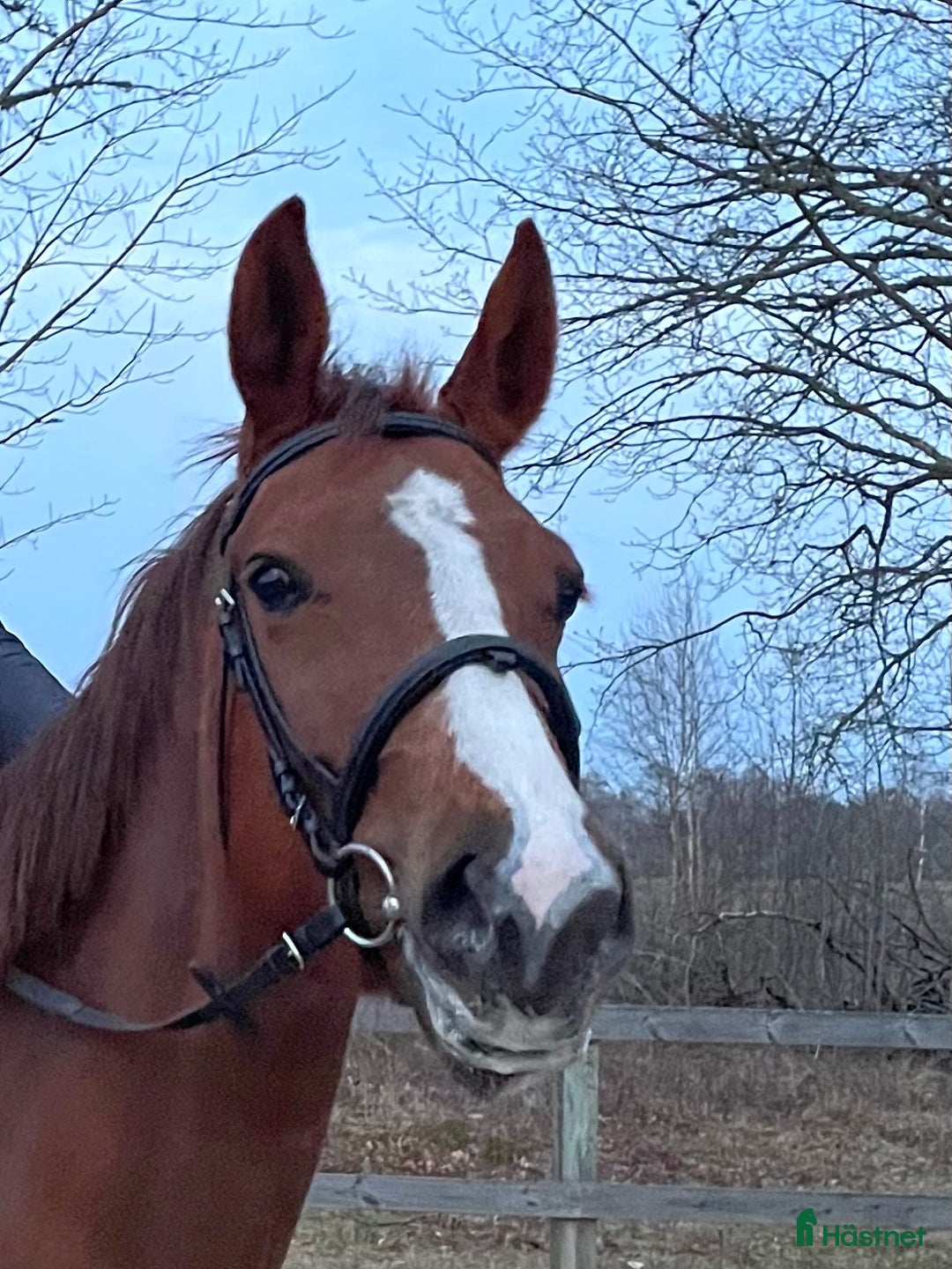 Hoppning hästar till salu: Lovande hoppstamad 4-åring  i Norrköping - Annons 2