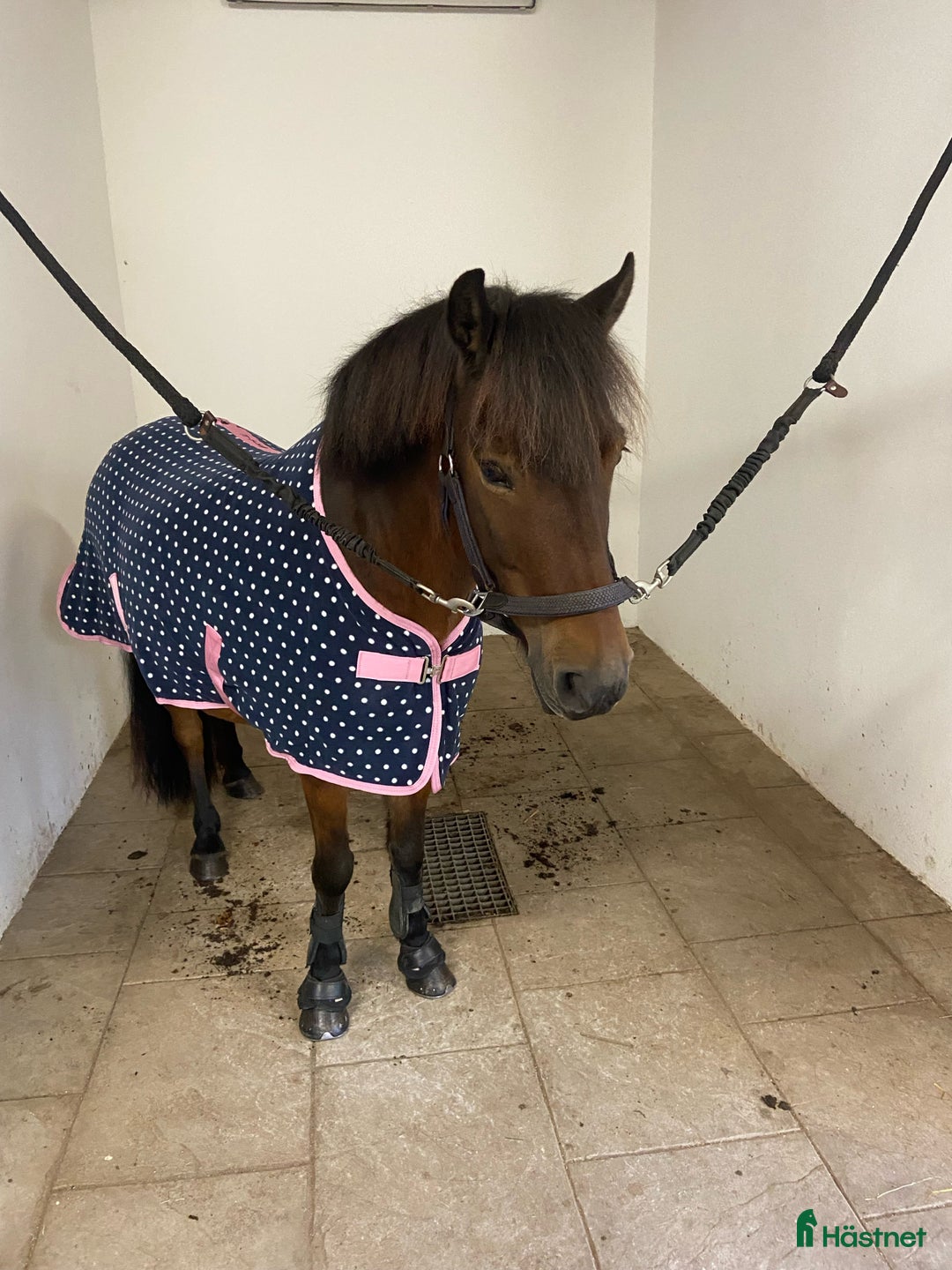 Allround hästar till salu: Skogsmulle  i Alingsås - Annons 1