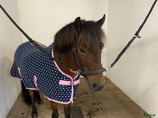 hästar Skogsmulle i Alingsås - Annons 16