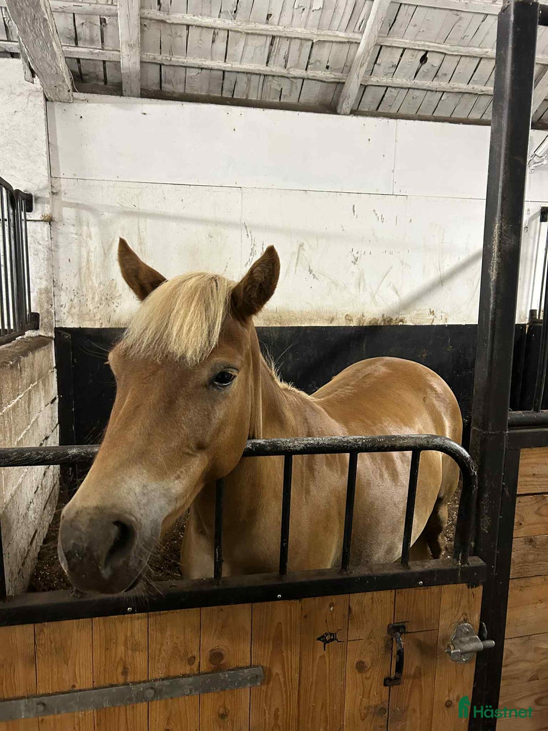 Övrigt hästar till salu: Världens bästa Mira i Lidköping - Annons 3