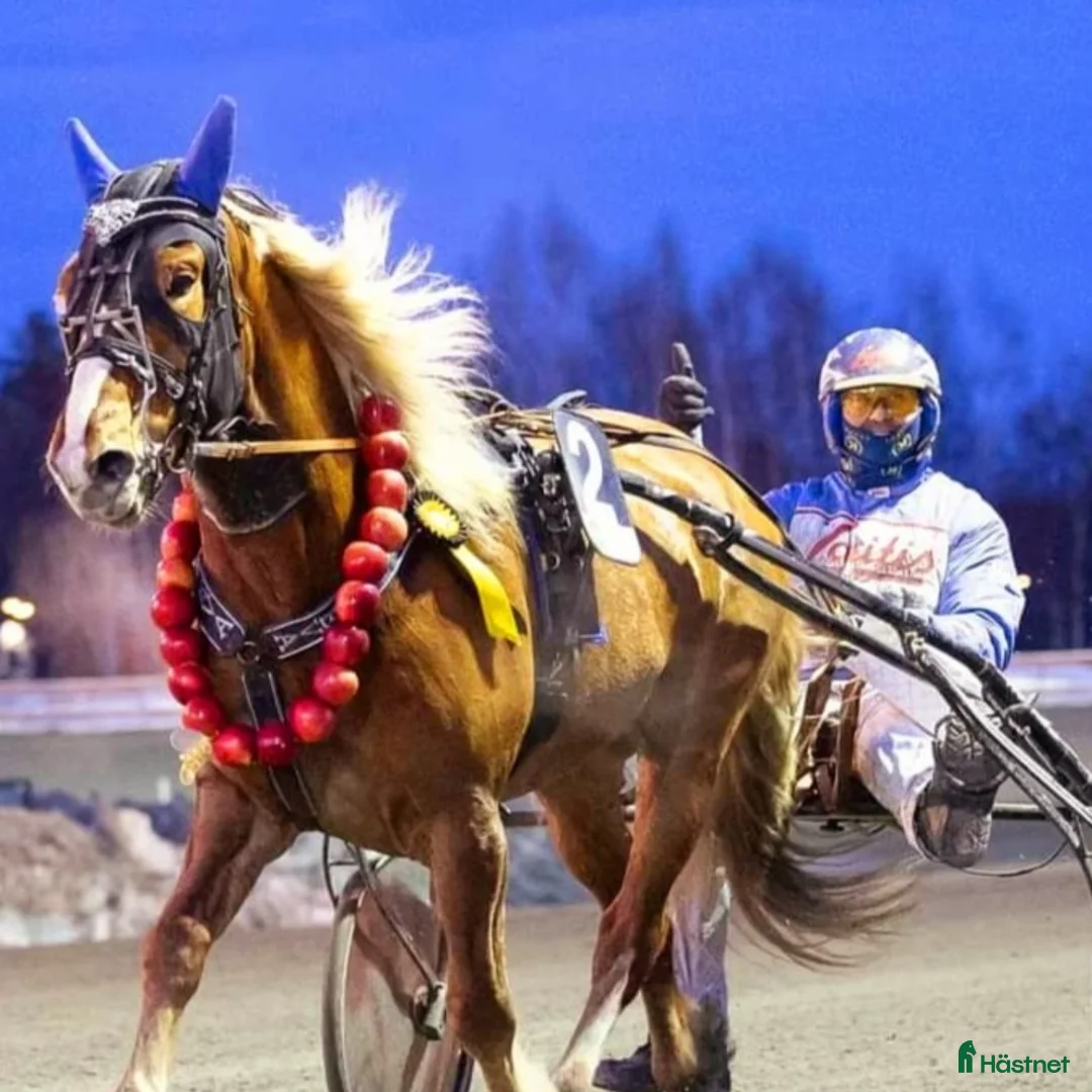 Allround hästar till salu: Snyggaste fuxen som finns. i Öjebyn - Annons 8
