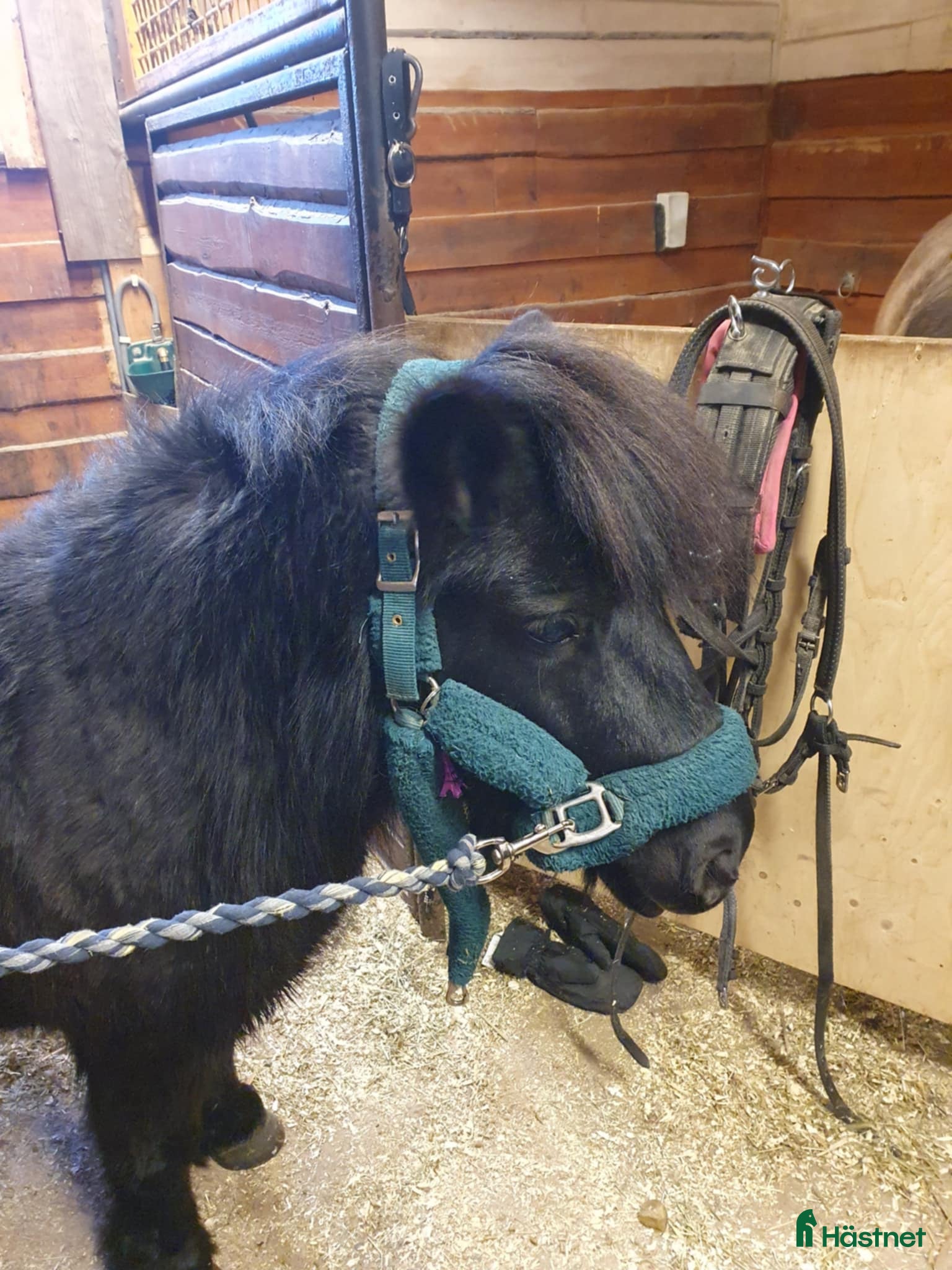 Körselar körning till salu: Loksele Tärnsjö till shettis köpes - Annons 1