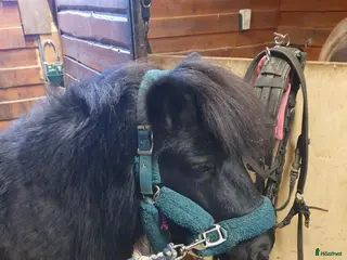 Körselar körning till salu: Loksele Tärnsjö till shettis köpes - Annons 1