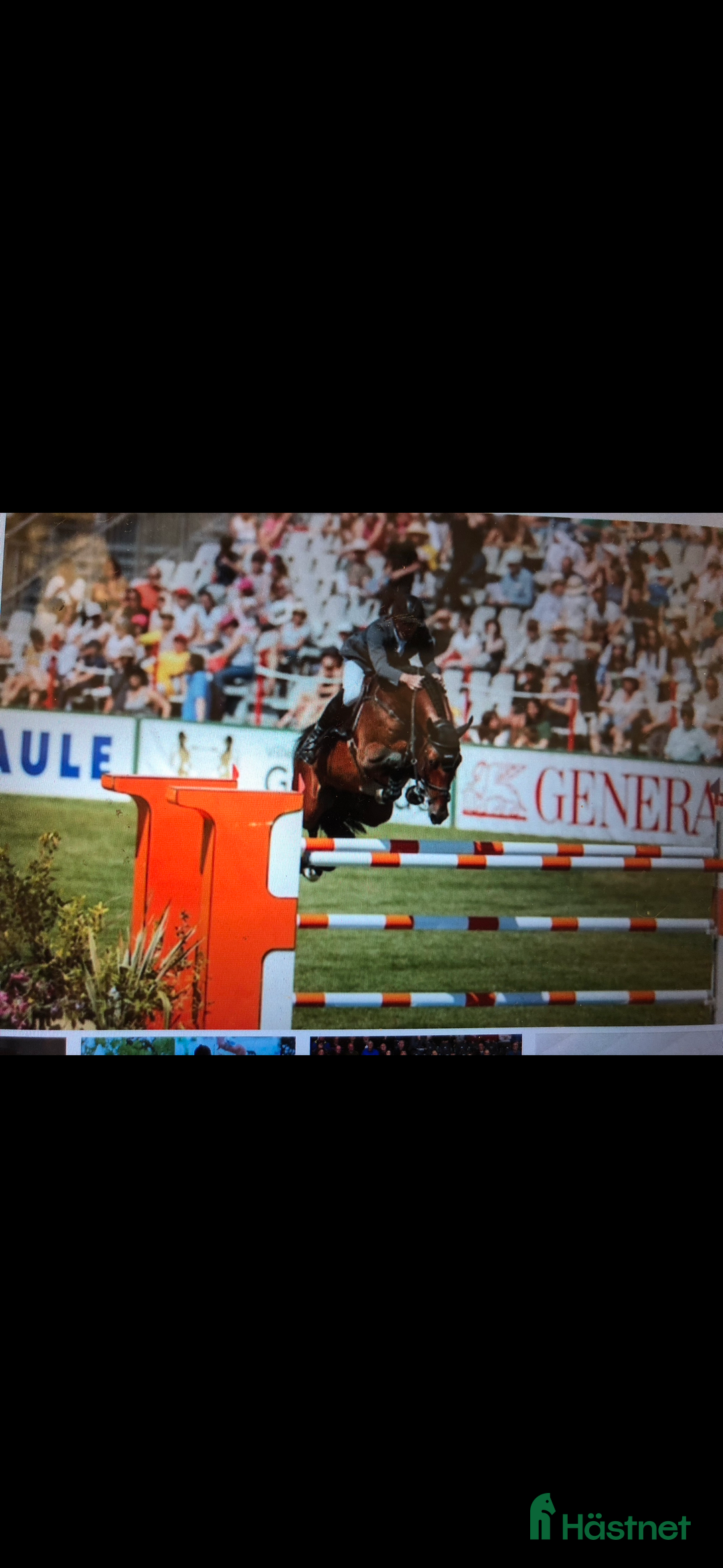 Allround hästar till salu: Ridhäst/avelssto top möderne i Mellerud - Annons 8