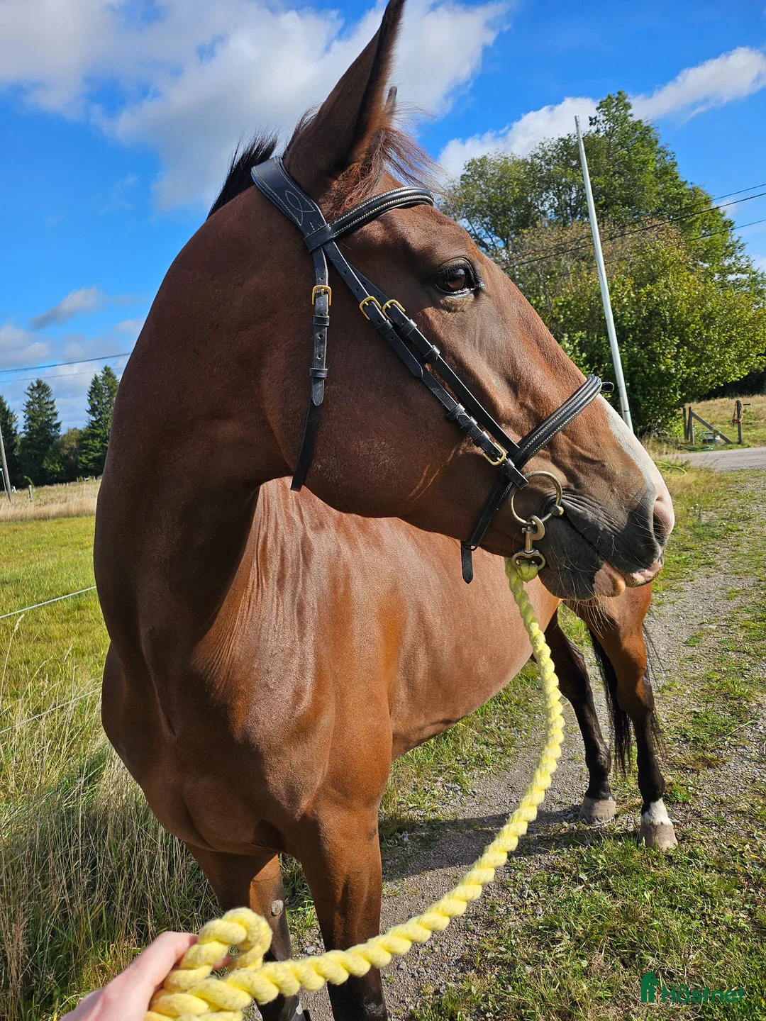 Allround hästar till salu: Super trevligt sto - Annons 2