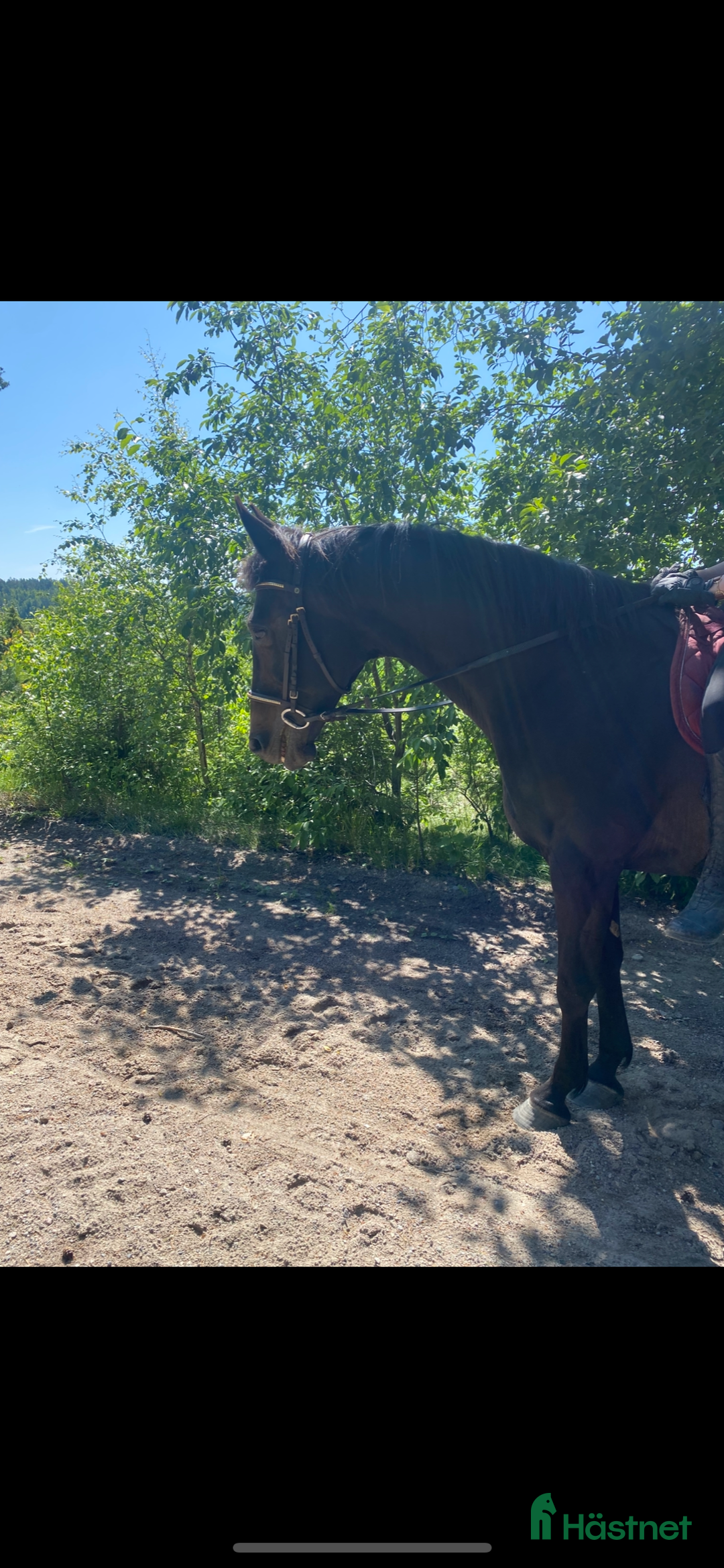 Avelshästar hästar till salu: Avelssto till salu i Hudiksvall - Annons 5