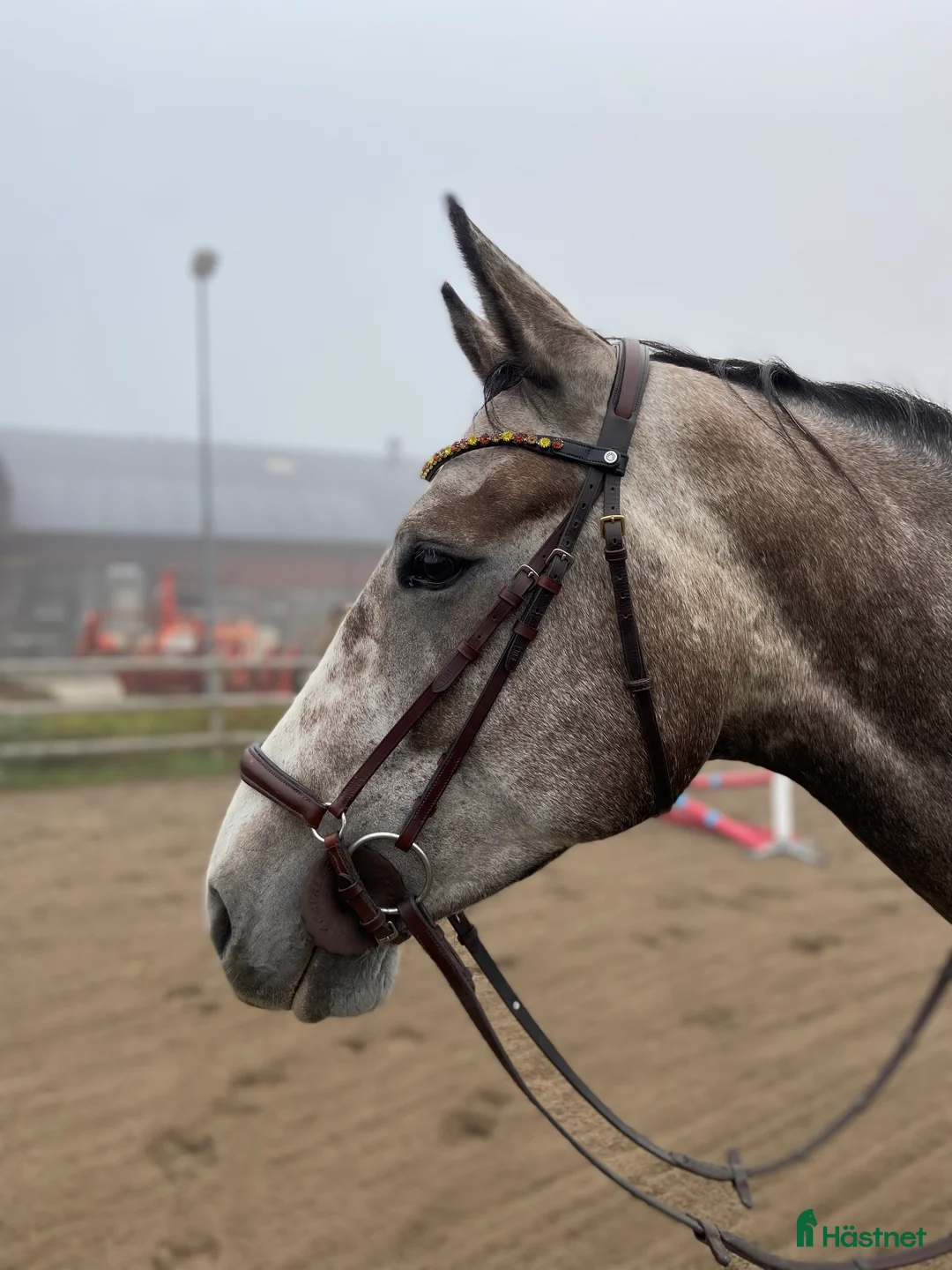 Allround hästar till salu: SWB valack - Annons 2