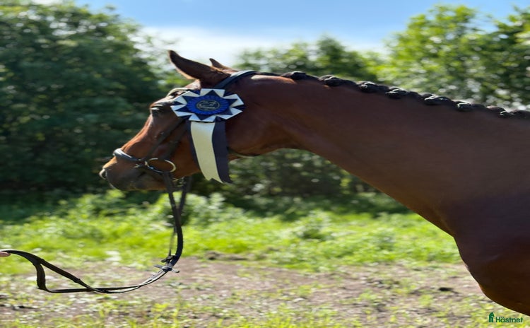  hästar i Luleå - Annons 13
