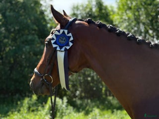 hästar i Luleå - Annons 14