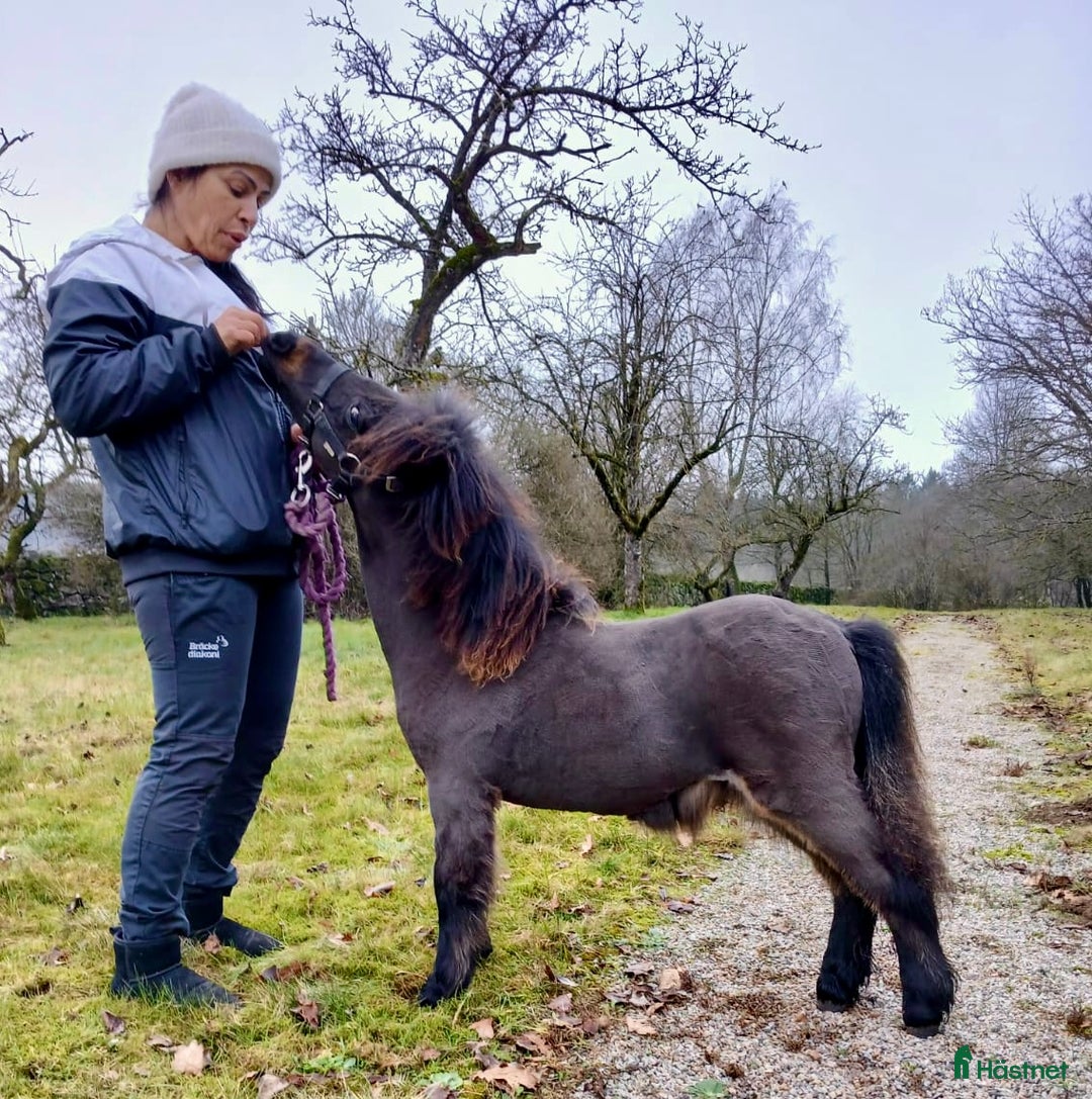 Allround hästar till salu: Shetlamdsponny Lovande hingstföl  - Annons 6