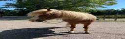  foderhäst finnes: Fodervärd sökes till Vidar 🐴 i Helsingborg - Annons 5