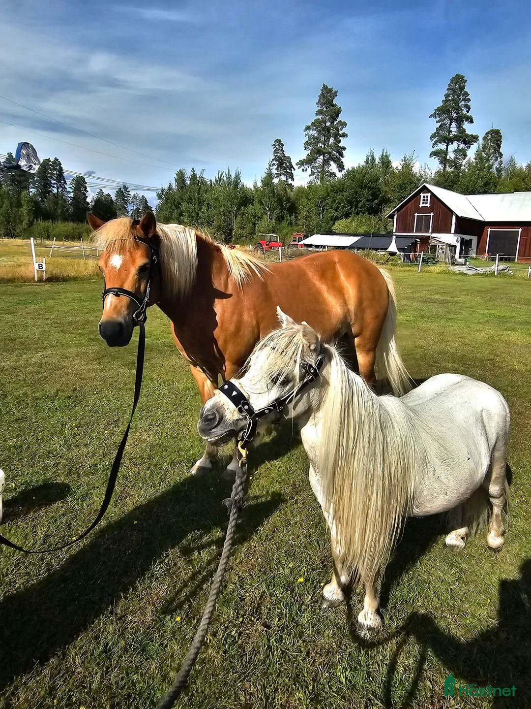Övrigt hästar till salu: Gotlandsruss med minishettis på köpet i Ervalla - Annons 1
