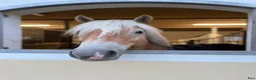 Allround hästar till salu: Haflinger kille med mycket personlighet 💛 i Olofstorp - Annons 4