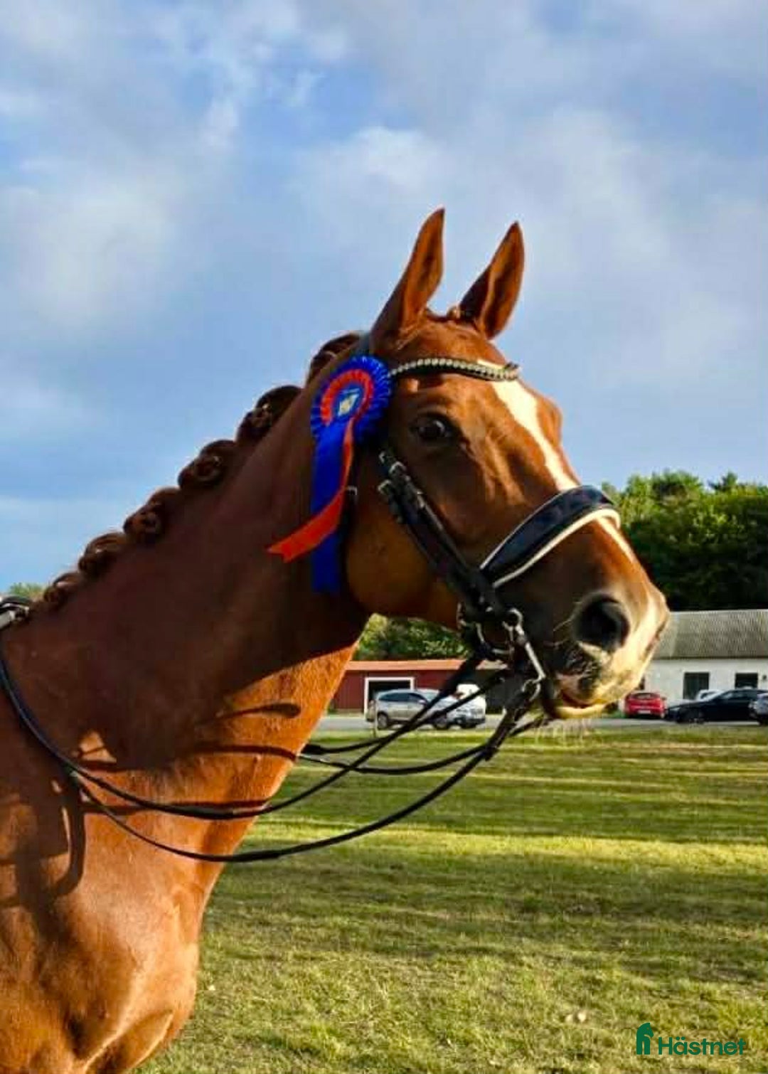 Dressyr hästar till salu: Bästa vän och tävlingskompis i Malmö - Annons 3