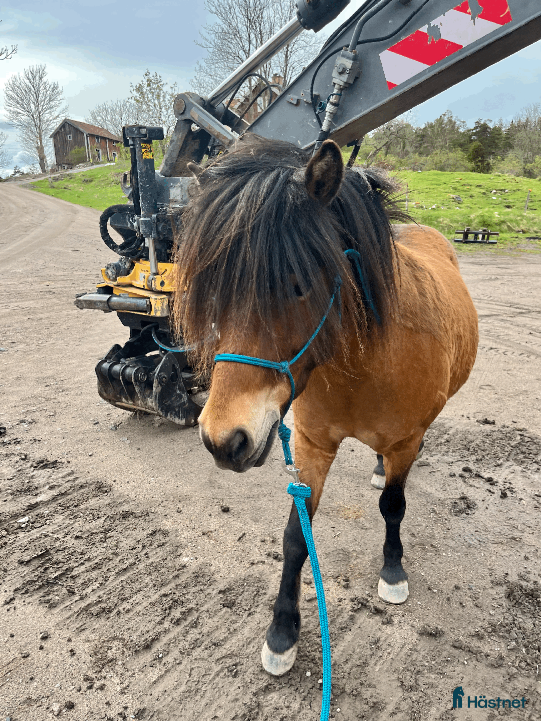 Allround hästar till salu: Allround stark korsning som gillar att hoppa i Söderköping - Annons 18