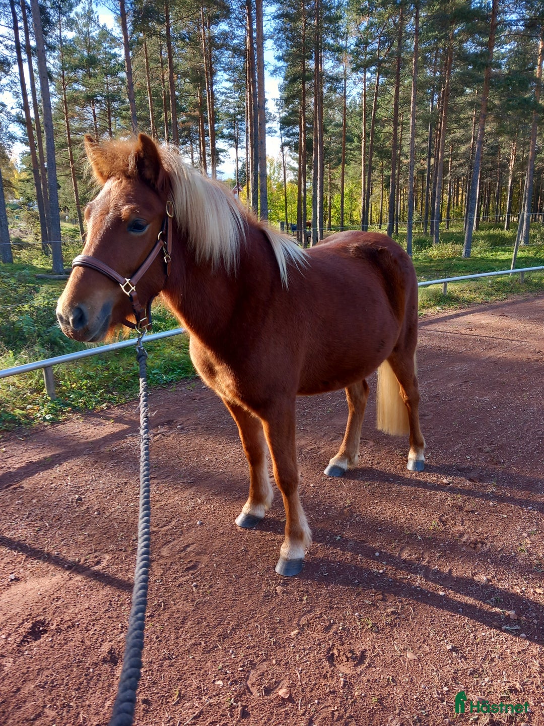 Island hästar till salu: Lovande sto i Våmhus - Annons 7