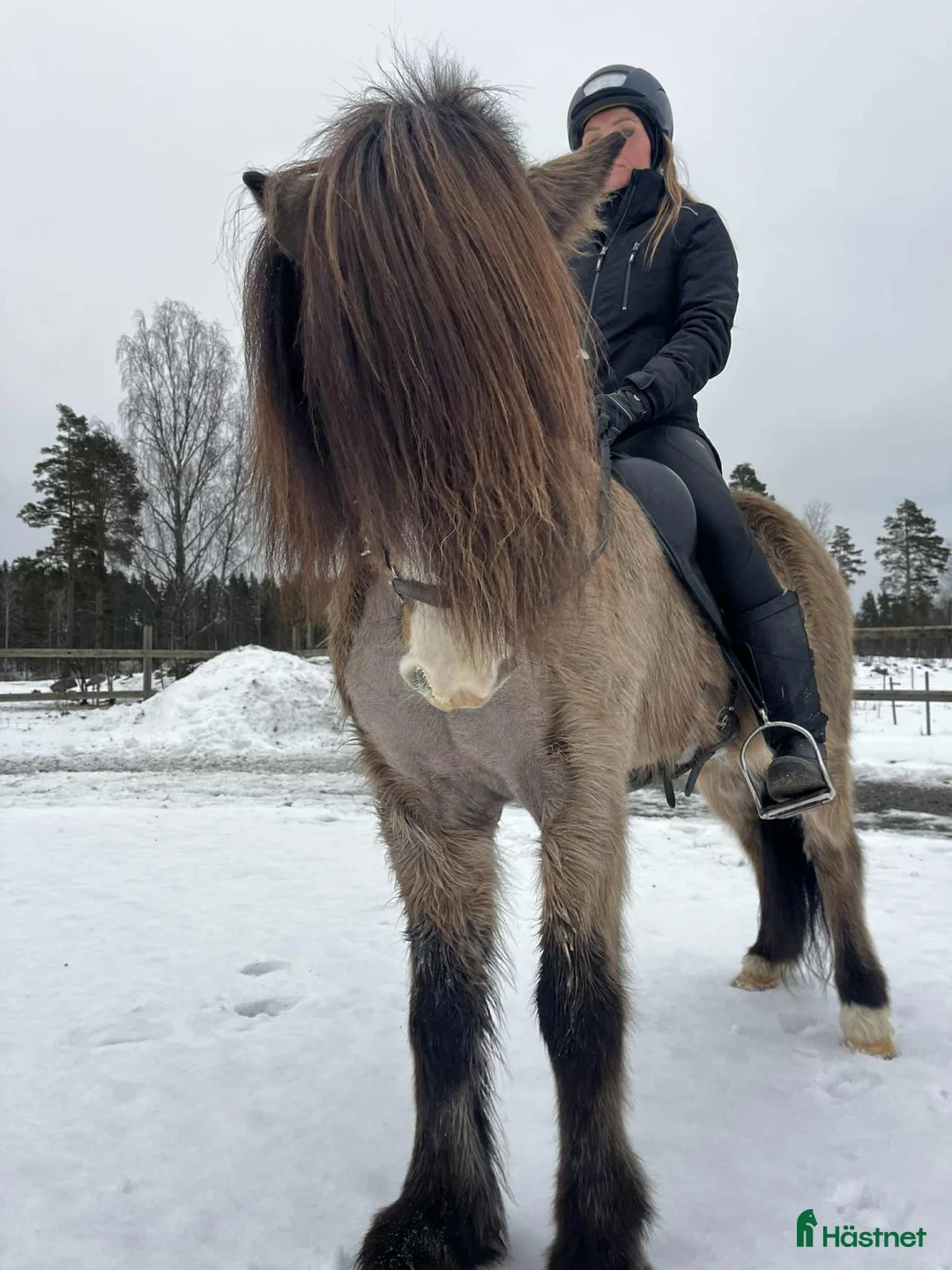 Island hästar till salu: Vacker fyrgångs valack med häftig färg X faktor i Gimo - Annons 2