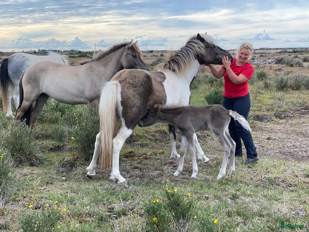  hästjobb finnes: Turridningsguide & Ridlägerledare i Mörbylånga - Annons 8