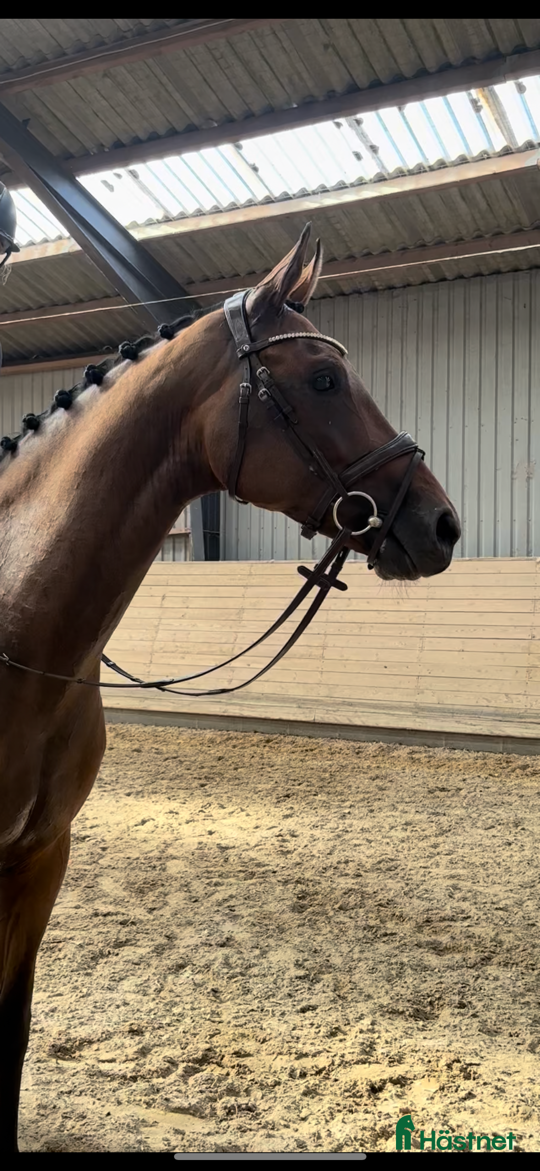 Dressyr hästar till salu: HAVE A BID…. Future star.. Good price!  i Hårlev - Annons 1