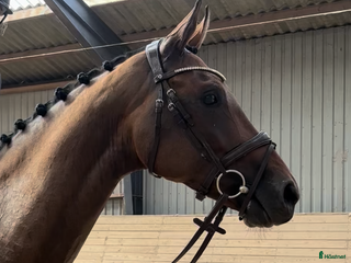 hästar HAVE A BID…. Future star.. Good price! i Hårlev - Annons 7