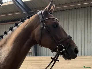 Dressyr hästar till salu: HAVE A BID…. Future star.. Good price! - Annons 3