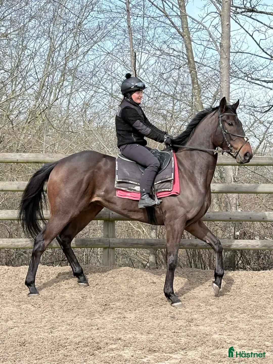 Allround hästar till salu: Fullblod med förutsättning till vad man vill. - Annons 2