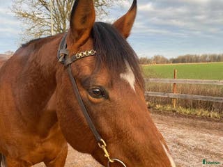 hästar Till avel eller projekt i Vadstena - Annons 4