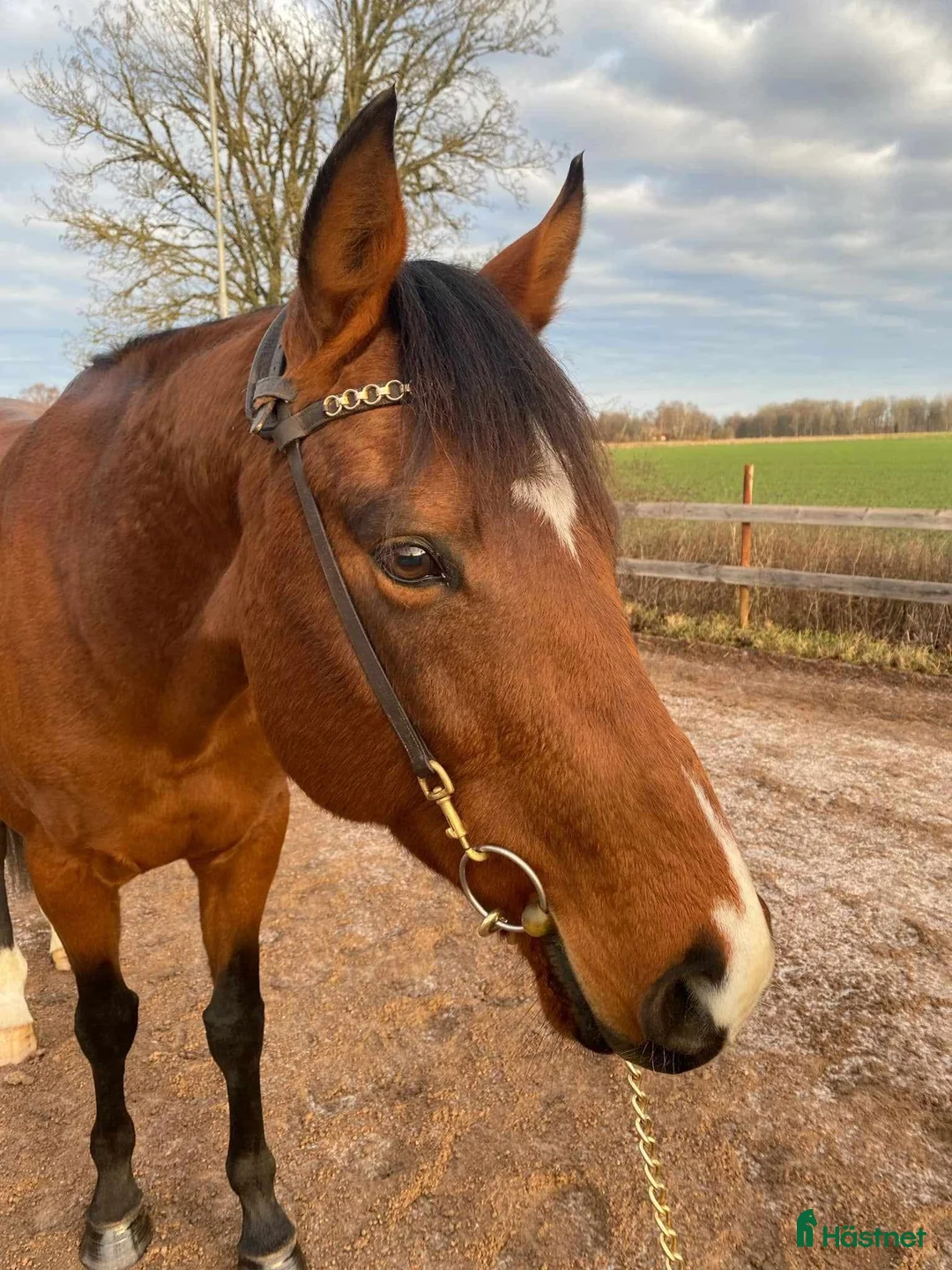 Avelshästar hästar till salu: Till avel eller projekt  i Vadstena - Annons 1