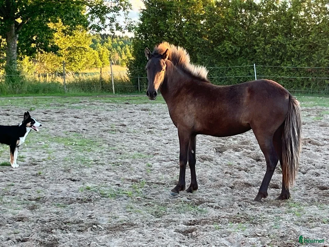 Allround hästar till salu: Trevligt ungsto i Ystad - Annons 7