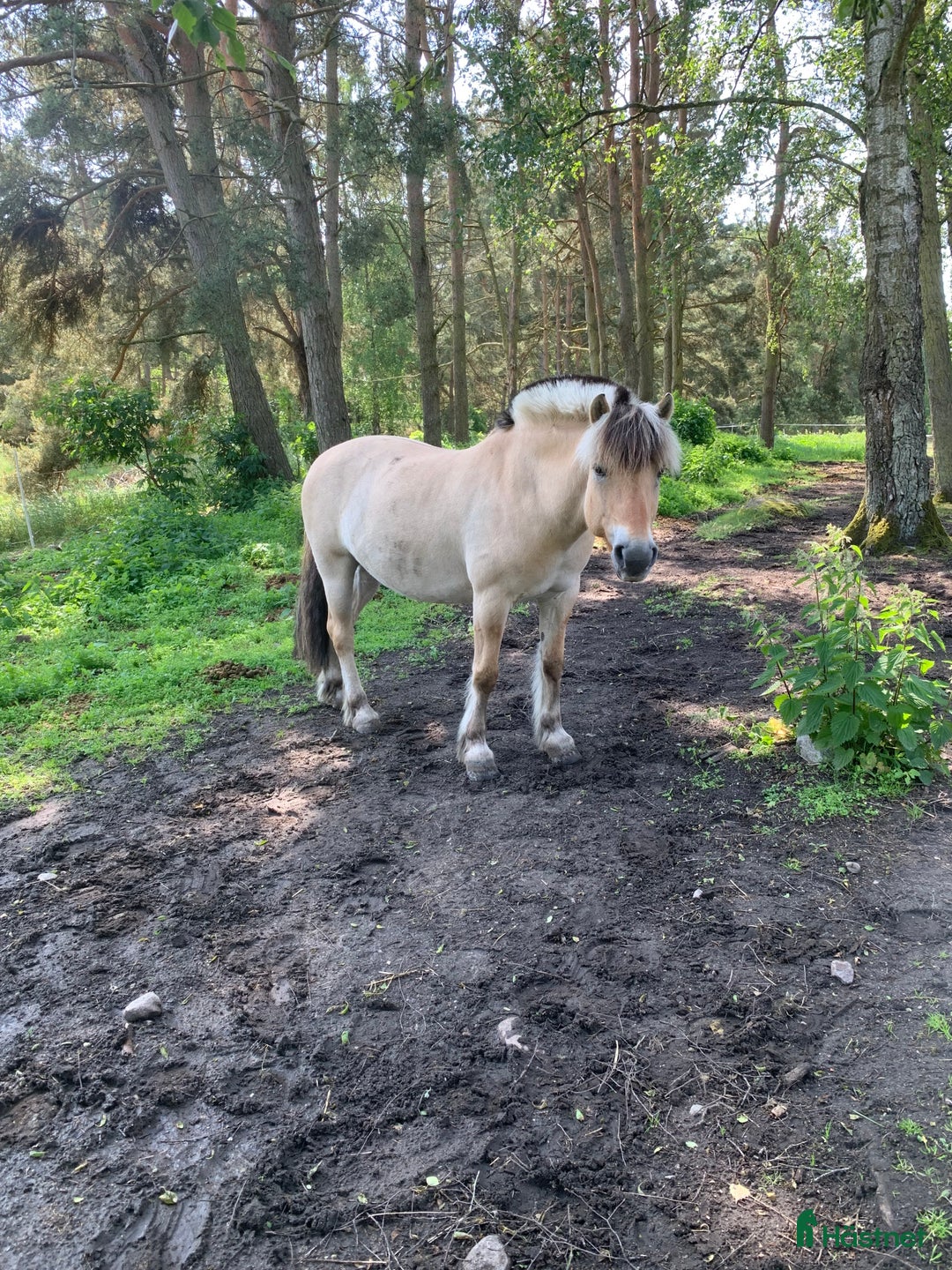 Sällskap hästar till salu: Sällskaps pojke i Sölvesborg - Annons 2