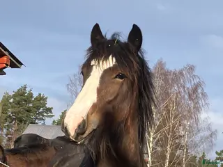 hästar Fint Kallblodsto i Vikbolandet - Annons 3