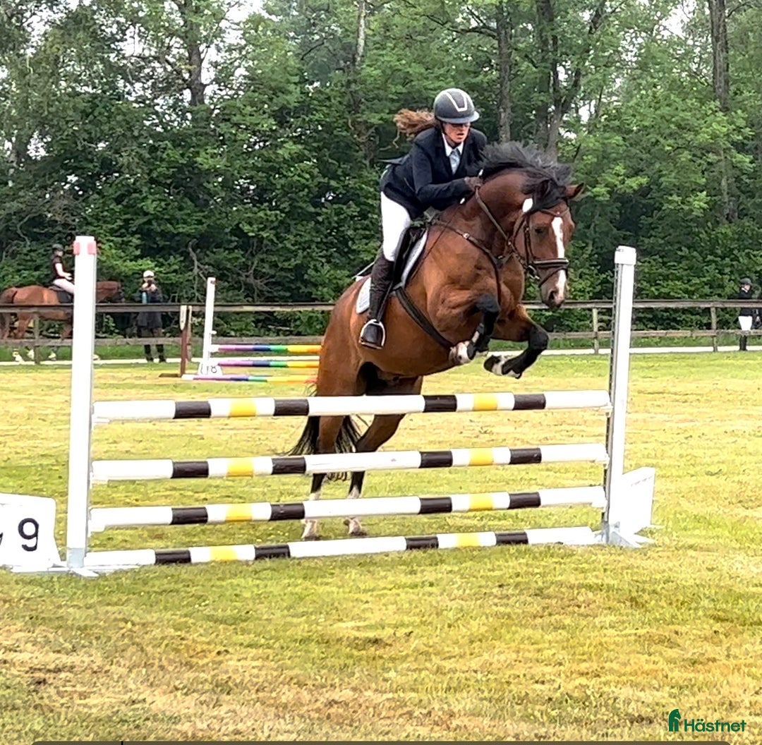 Dressyr hästar till salu: Fantastisk dressyrvalack  i Lärbro - Annons 5