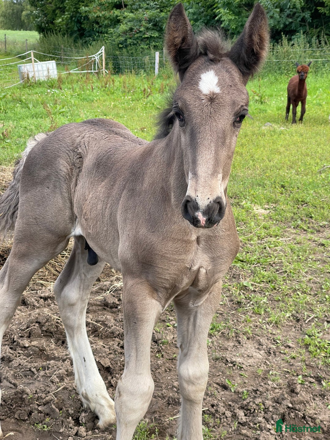 Avelshästar hästar till salu: Fin shire hingst  i Lekeryd - Annons 14