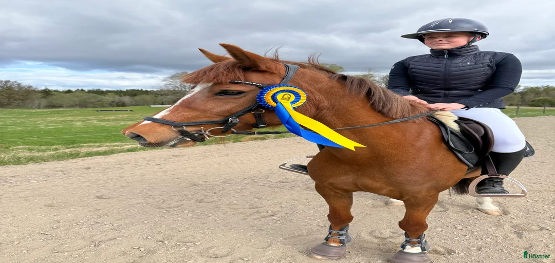 Galleribild {{count}}