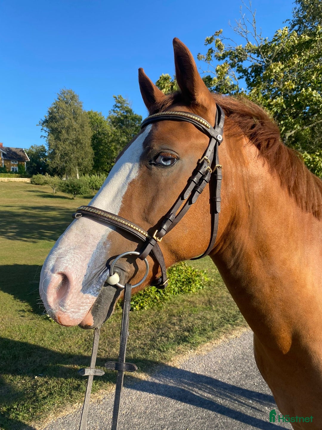 Allround hästar till salu: Härlig kompis i Mariestad - Annons 1