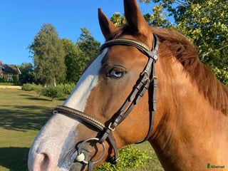 hästar Härlig kompis i Mariestad - Annons 20