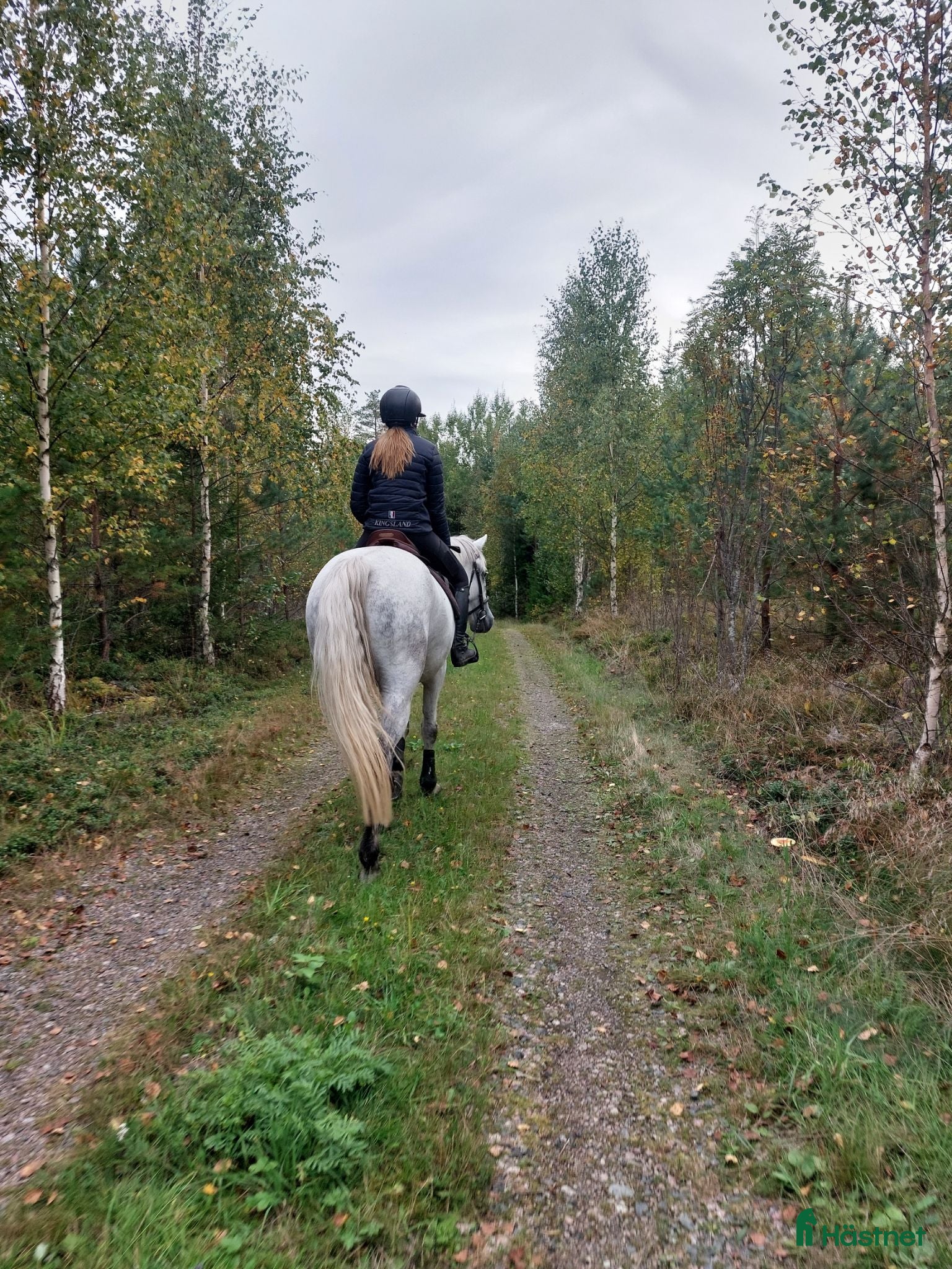  hästar Trevligt och fint allroundsto - Annons 2