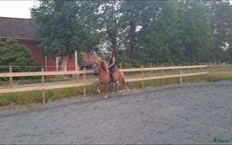 Island hästar till salu: 3 islandsston av hög kvalitet säljes pga flytt  i Fjärås - Annons 6