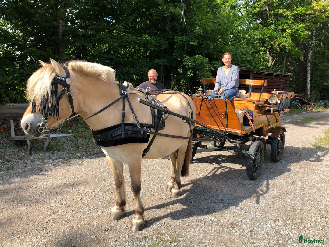 Körvagnar körning till salu: Fin bekväm vagn m många sittplatser, enbet & par i Kalvsvik - Annons 2